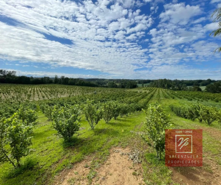 Plantación Avellano Europeo, Sector Radal Comuna Freire